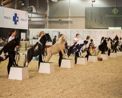 Участие американских миниатюрных лошадей конефермы КСК "Созидатель" в международной выставке Эквирос 2015 