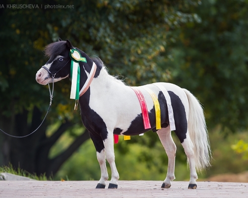 Открытый ШОУ-ЧЕМПИОНАТ породы "Американская миниатюрная лошадь" (29-30 августа 2015, КСК "Битца")