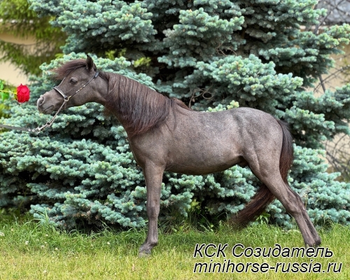 БЛЭКДЖЕК - SOZIDATEL KING`S BLACK JACK