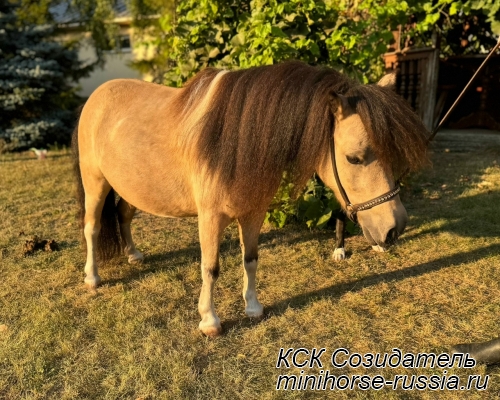 ФЛОРА - FLORENCIA PATTY