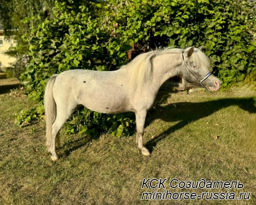 МЫШКА - SOZIDATEL PLEASANT VIEWS SILVER PEARL 