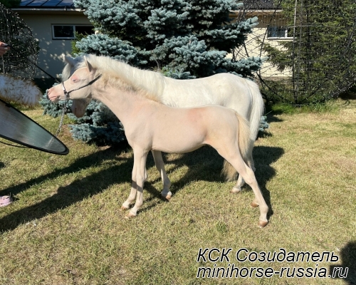 ЛЕКСА - SOZIDATEL KING`S VERSACE LEXIA